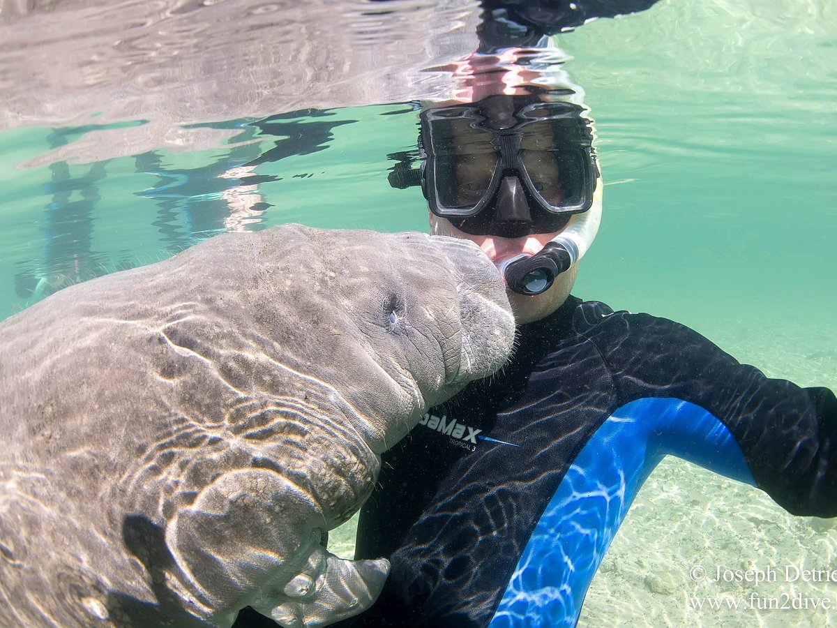 manatee tours melbourne fl