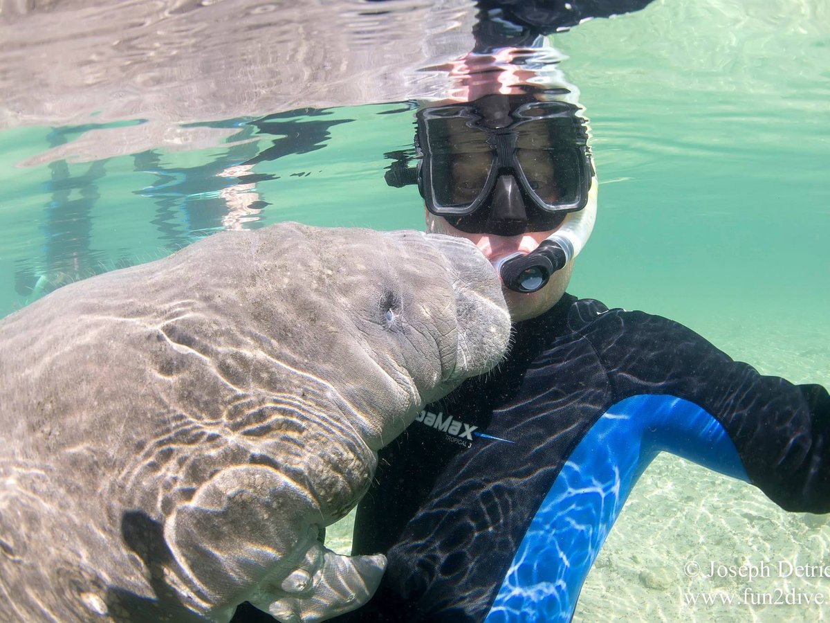 FUN 2 DIVE MANATEE TOURS (Crystal River): Tutto quello che c'è da sapere