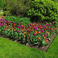 Chelsea Physic Garden - April