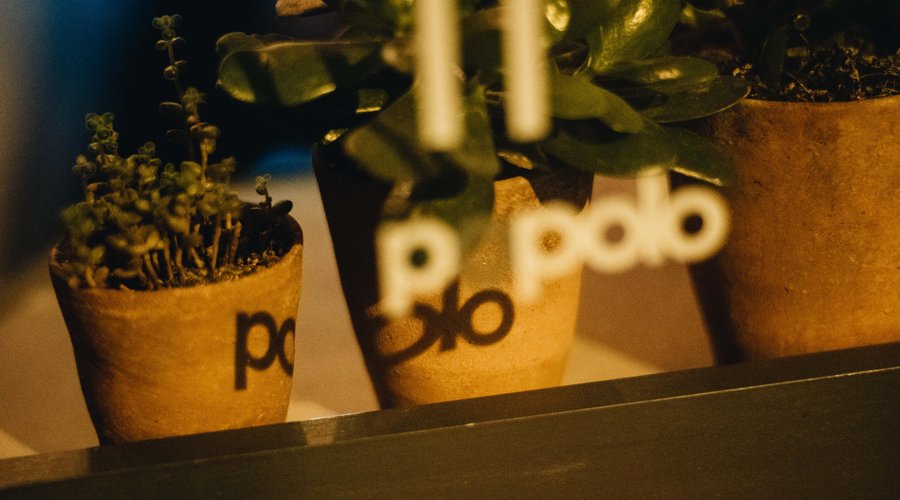 Popolo plants
