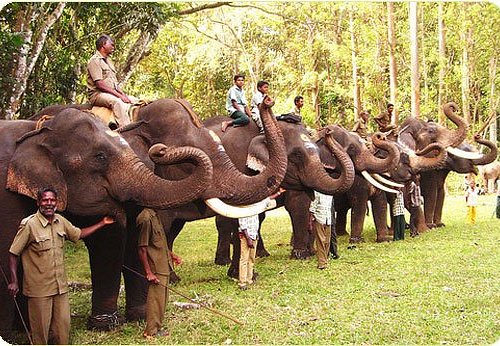 Topslip Elephant Safari in Sethumadai,Pollachi - Best Tour Packages For  Elephant Safari in Pollachi - Justdial