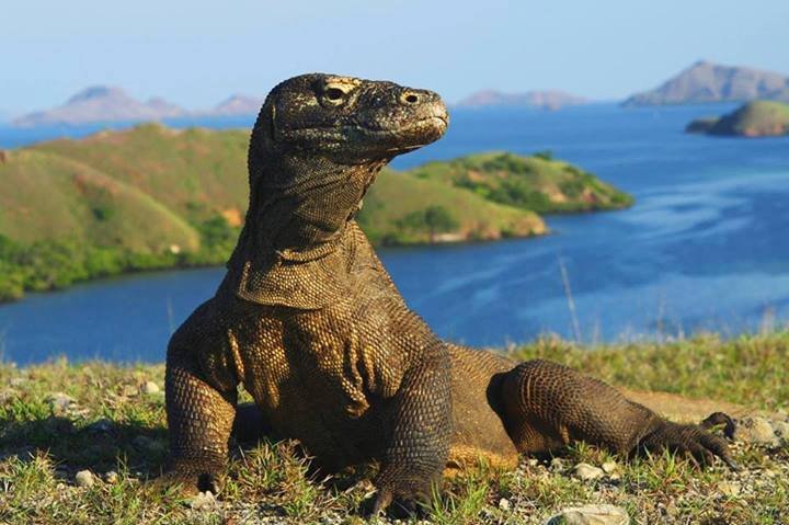 Komodo Island (Komodo National Park) - Lohnt Es Sich? (Mit Fotos)