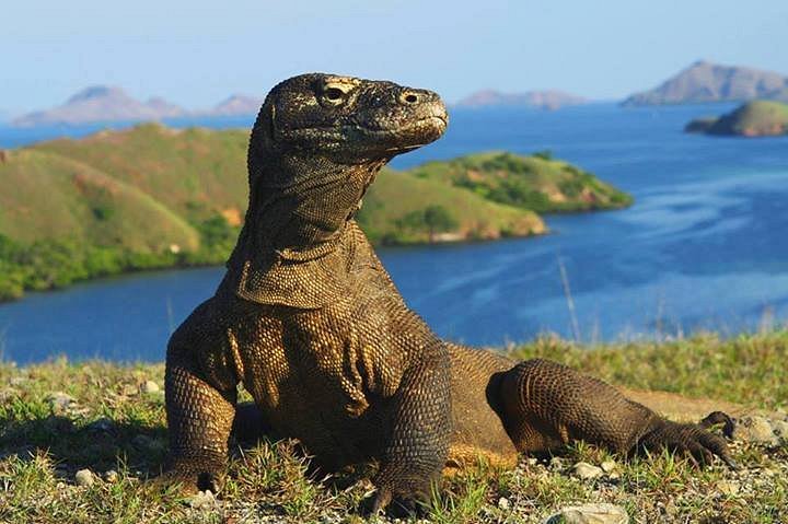 Komodo Island image