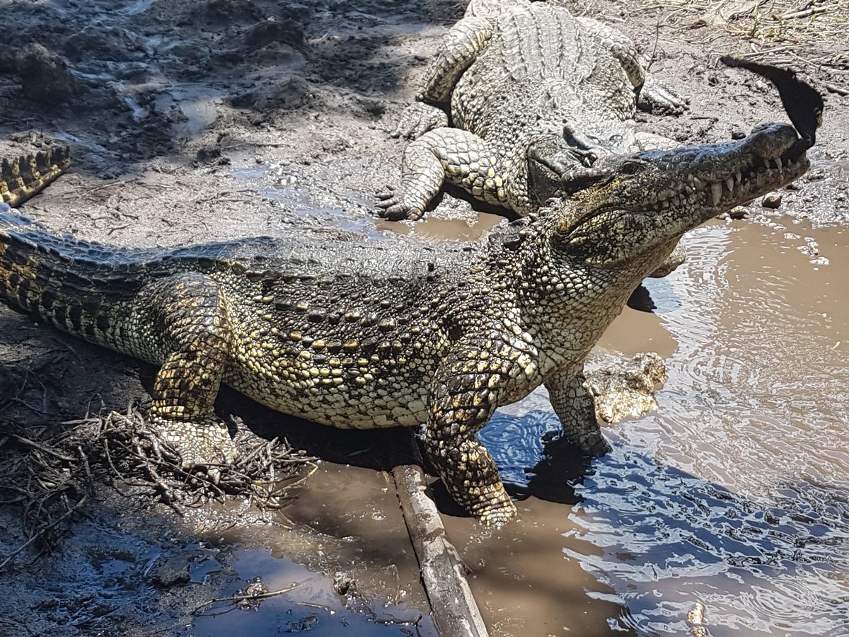 Criadero De Cocodrilos (Playa Larga) - All You Need to Know BEFORE You Go