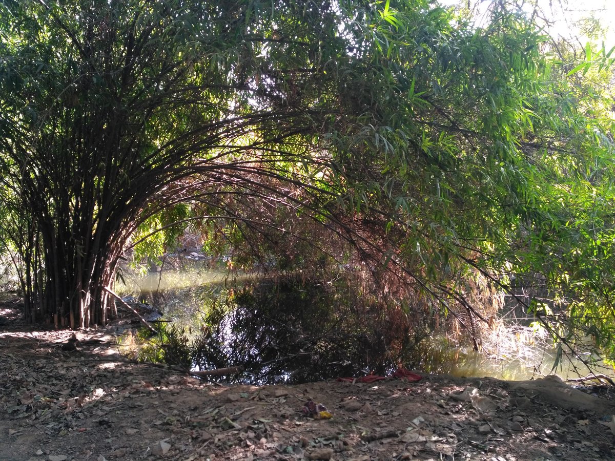 Picture of Sanjay Van