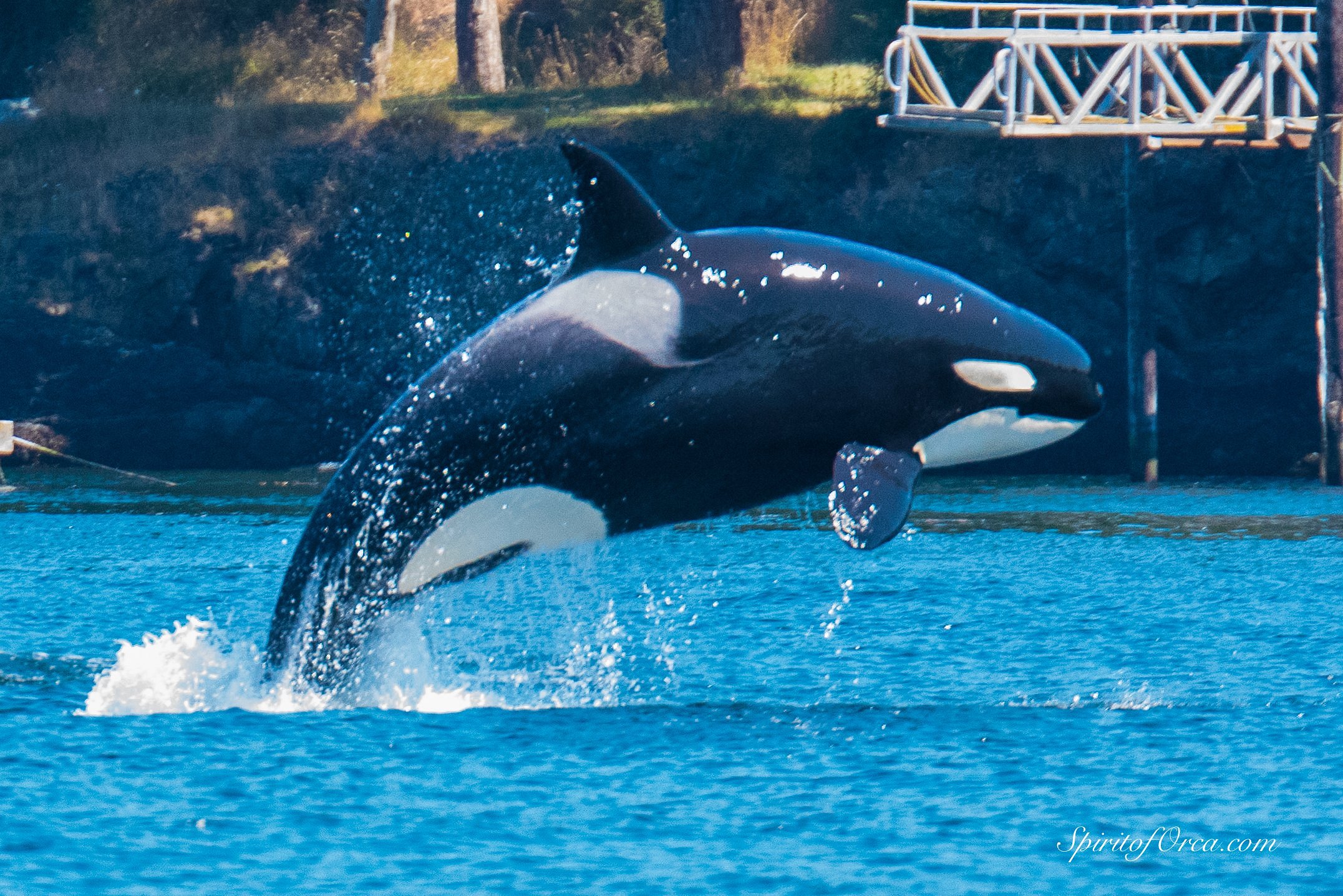 spirit of orca whale watching & wildlife tours