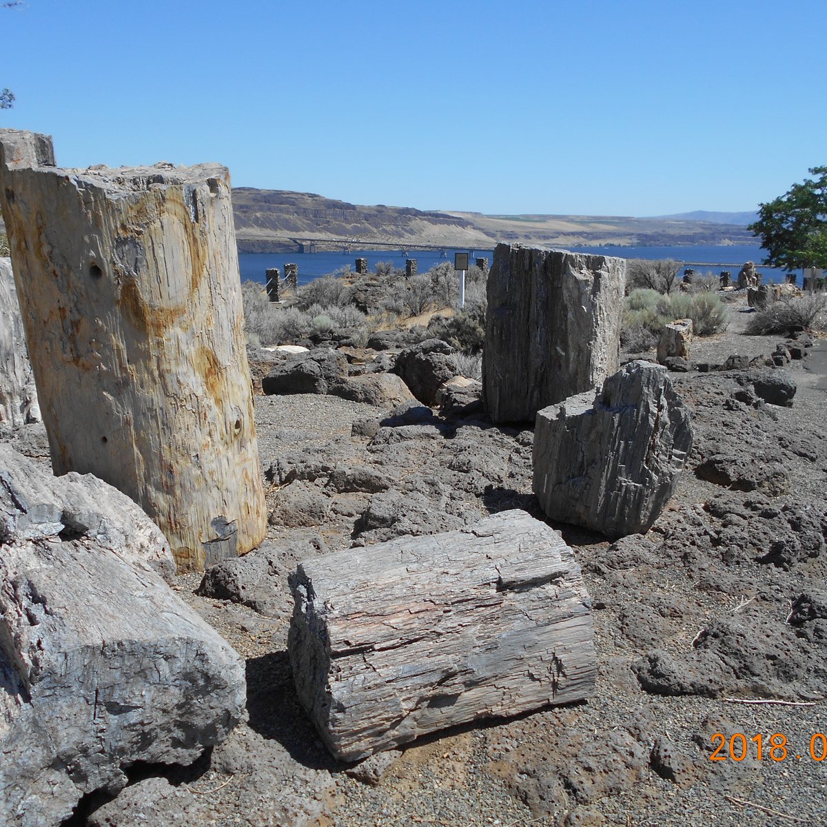 Collection 90+ Pictures ginkgo petrified forest state park photos Superb