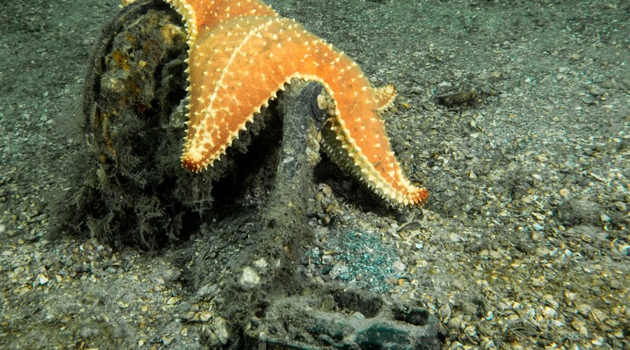 starfish making use of an old toy
