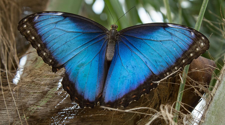 De blauwe Morpho is ook aanwezig in de Mangrove