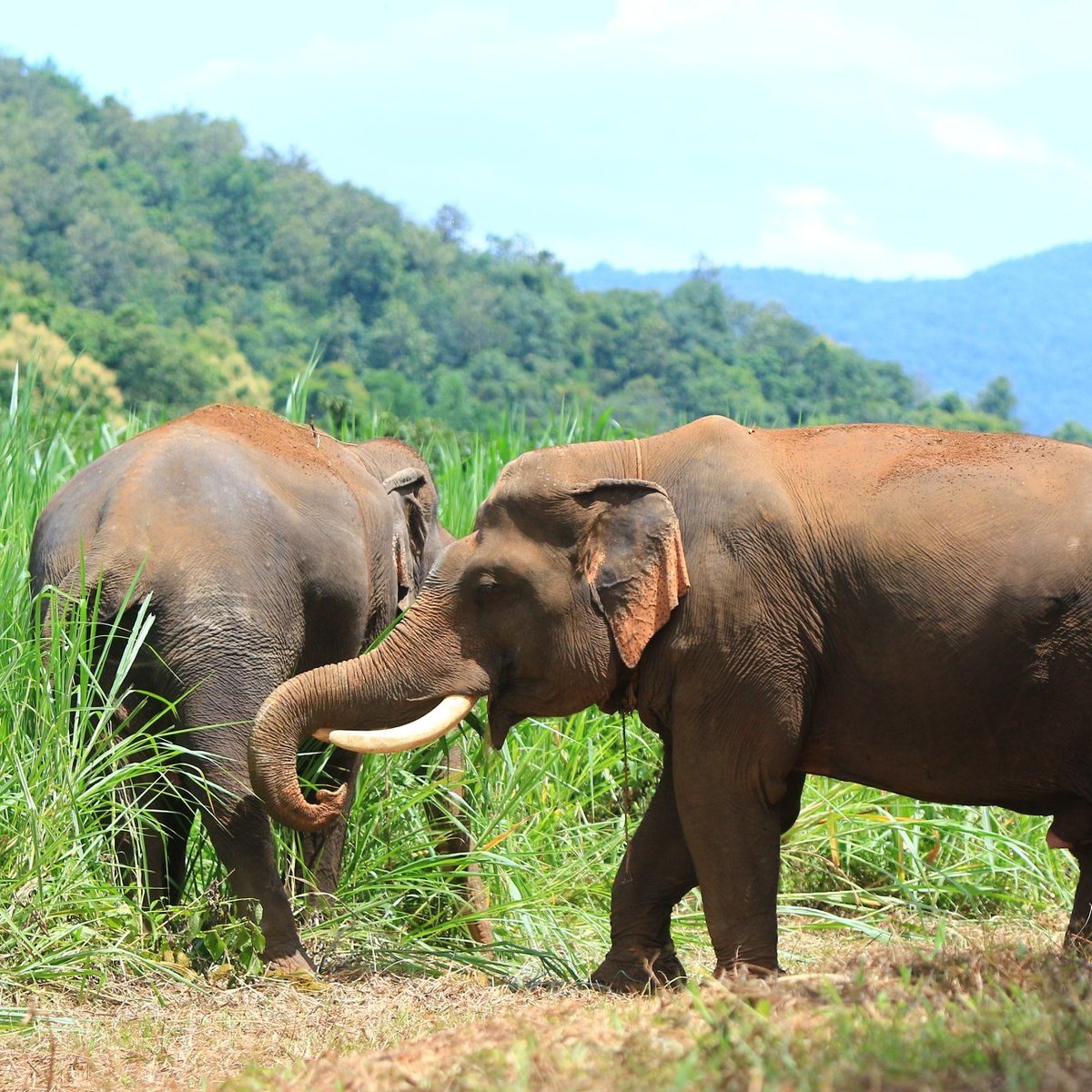 Baanchang Elephant Park, Чиангмай: лучшие советы перед посещением -  Tripadvisor