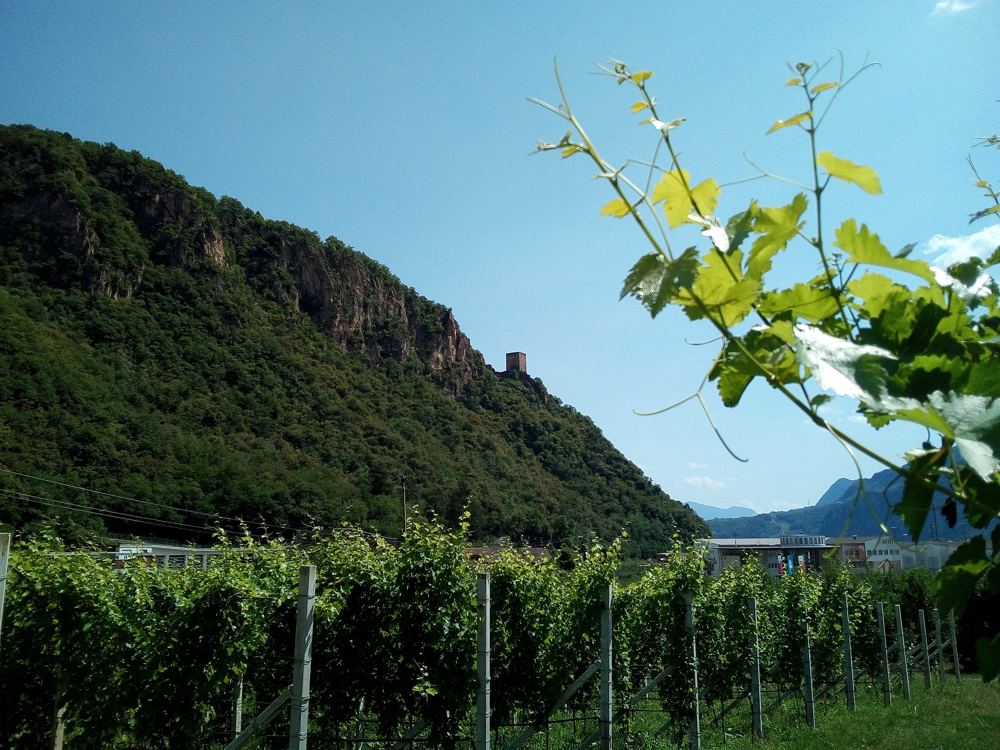 Kellerei Cantina Terlan (Terlano) - 2023 Lohnt Es Sich? (Mit Fotos)