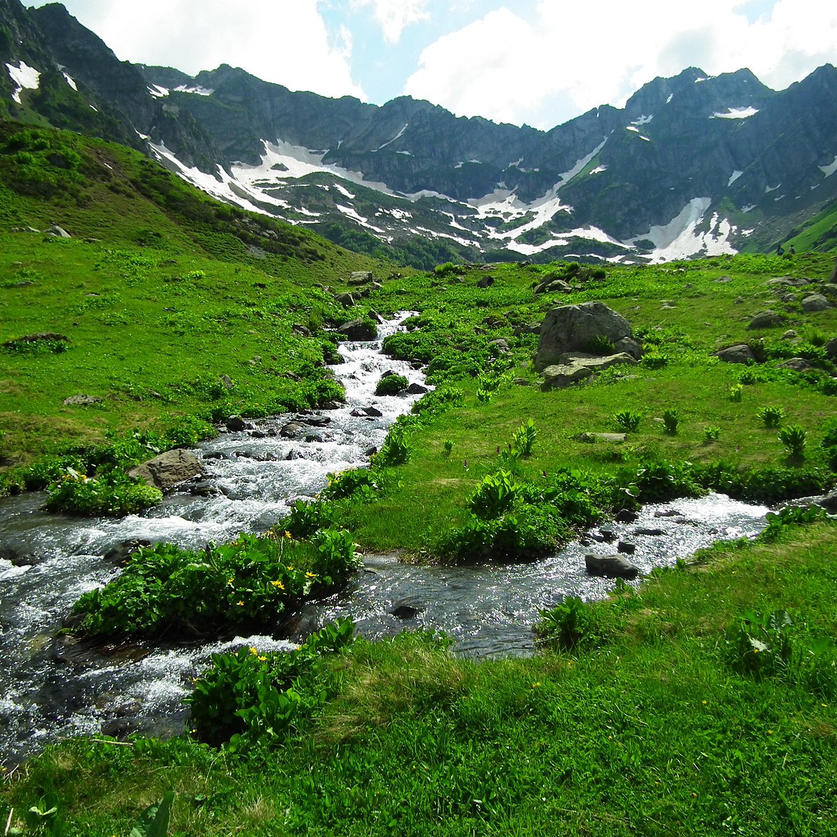 Альпийский луг на даче (53 фото)