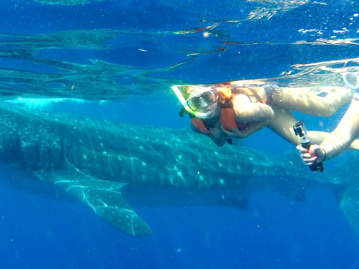 whale shark tours from playa del carmen