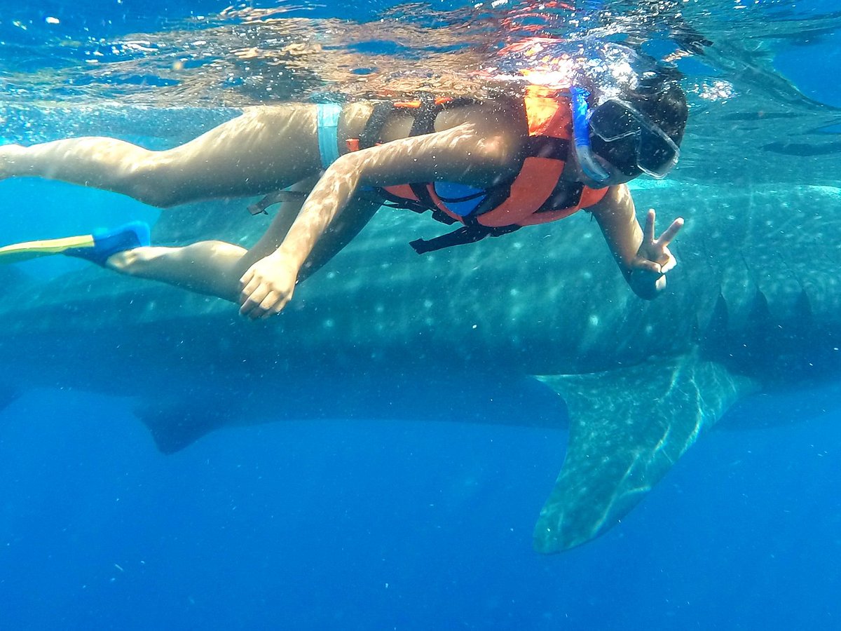 whale shark tour playa del carmen