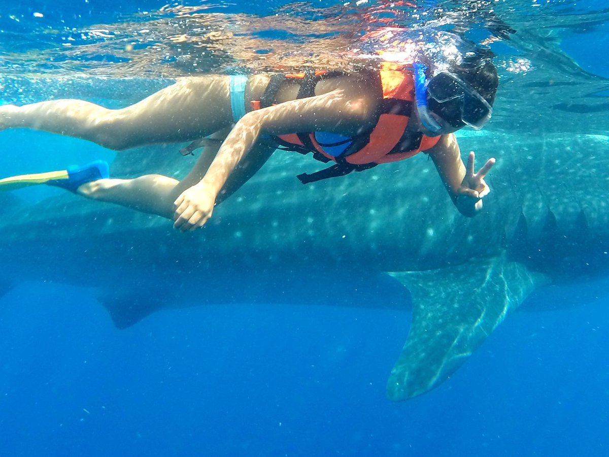 whale shark tours from playa del carmen