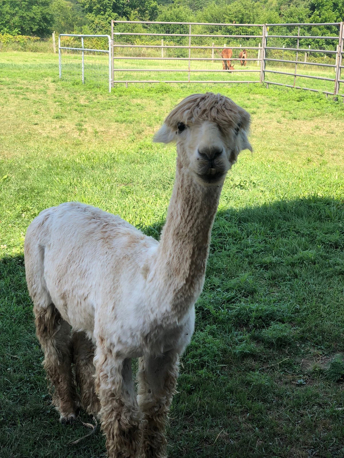 Heartland Criations Alpacas - All You Need to Know BEFORE You Go (2024)