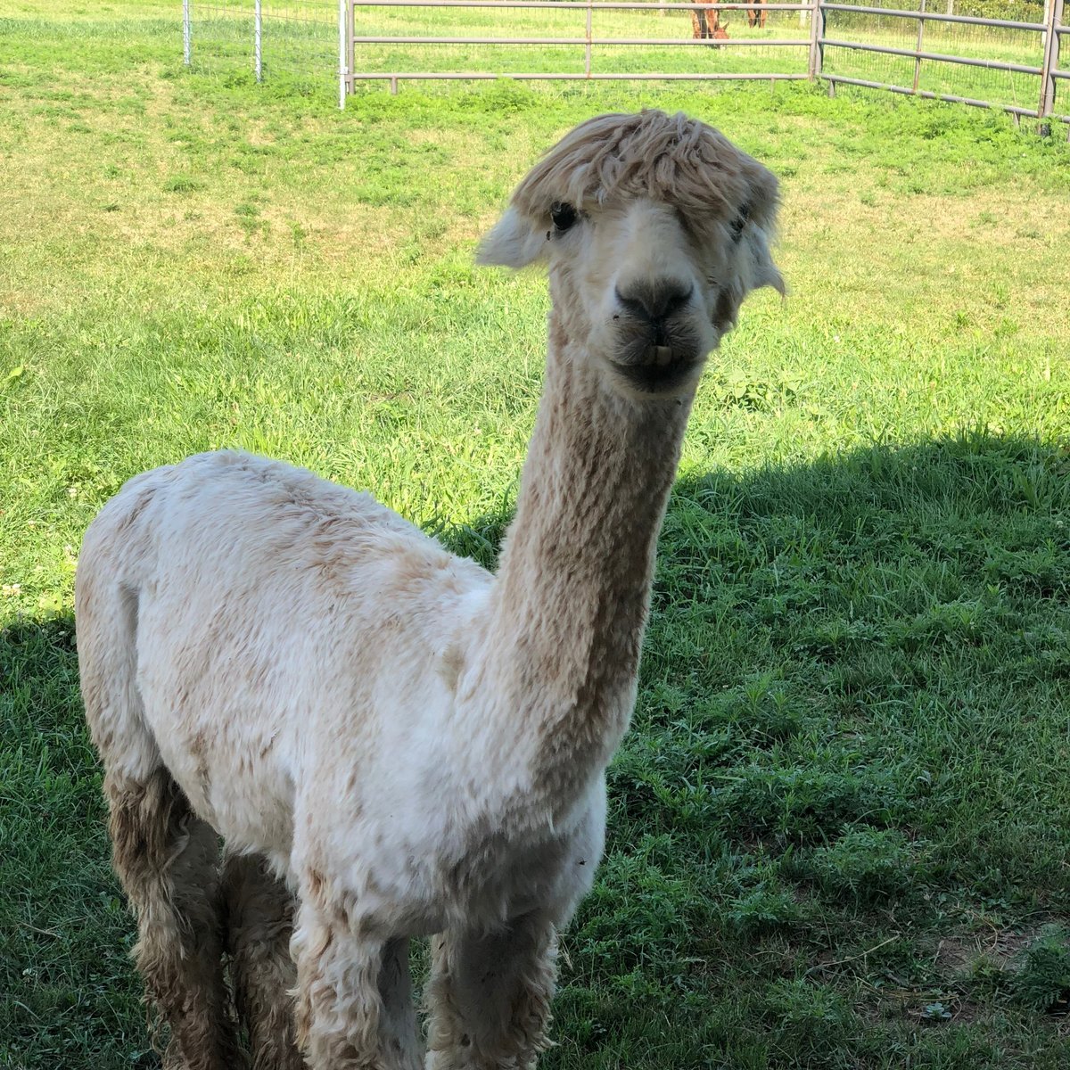 Heartland Criations Alpacas - All You Need to Know BEFORE You Go (2024)