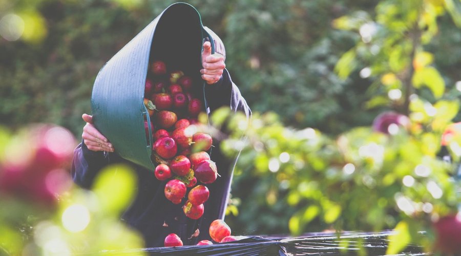 Apple Harvest at Polgoon