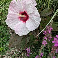 Another flower