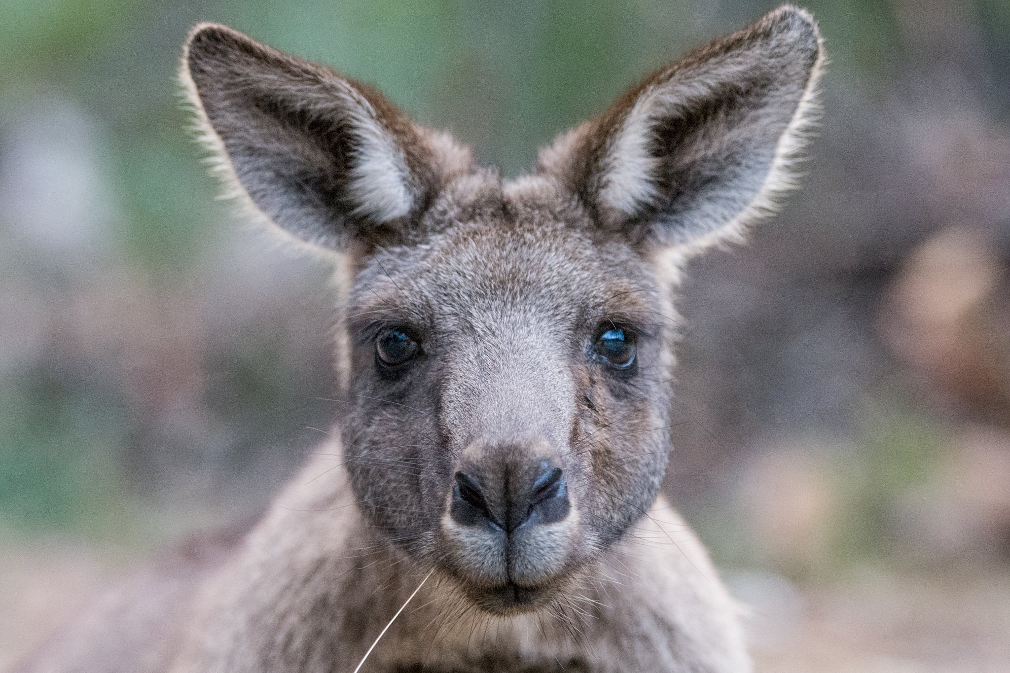 wildlife tours australia melbourne