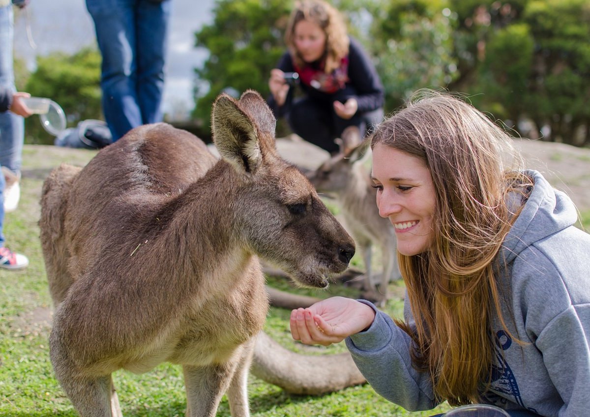 wildlife tours australia melbourne