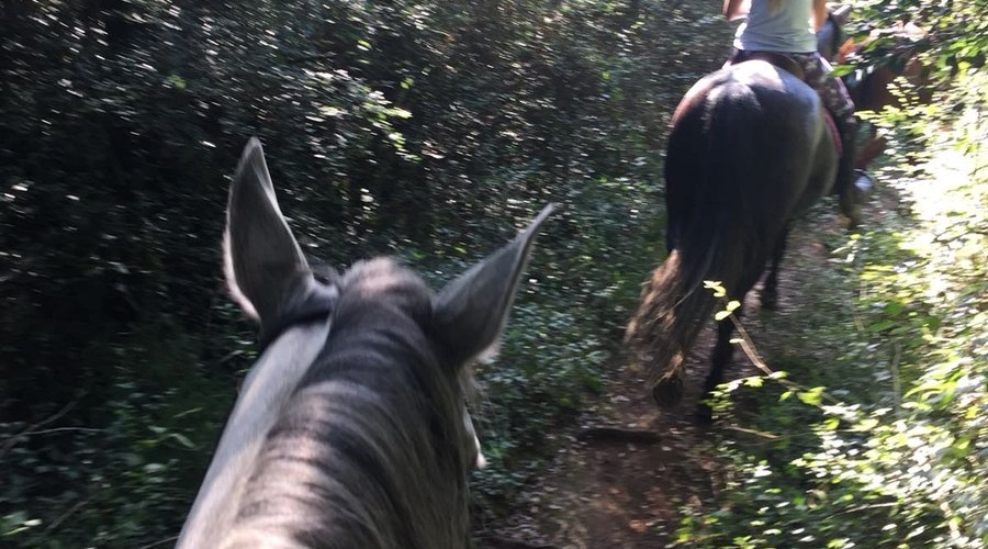 Gorgeous horses