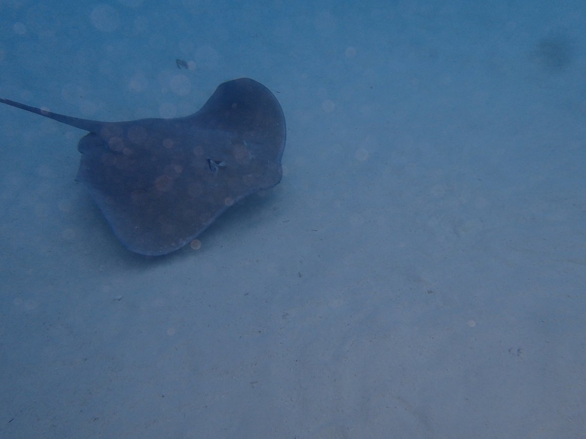 Aquablue Moorea Helmet Dive 2022 Lohnt Es Sich Mit Fotos