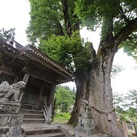 十二神社:大ケヤキ
