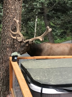 Chessler Mountaineering Books, 5129 S Elk Ridge Rd, Evergreen, CO, Book  Stores - MapQuest