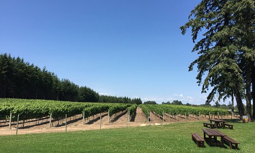 vineyard with picnic benches