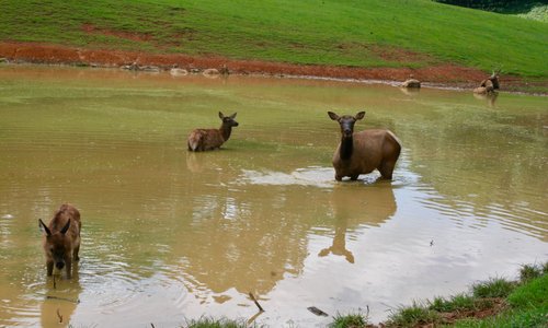 Elk in the pond