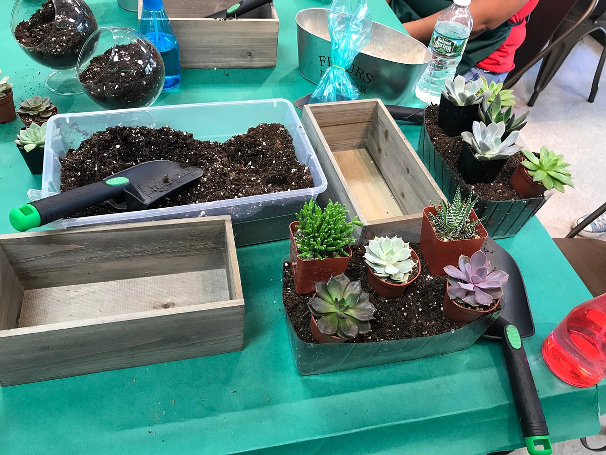 Terrarium planting — Green Rooms Market