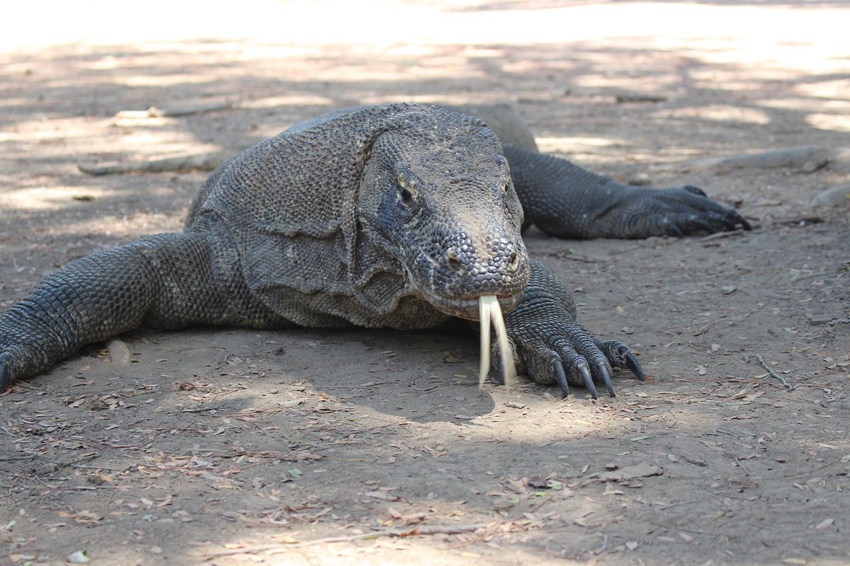 Info Komodo Tours - All You Need to Know BEFORE You Go (2024)