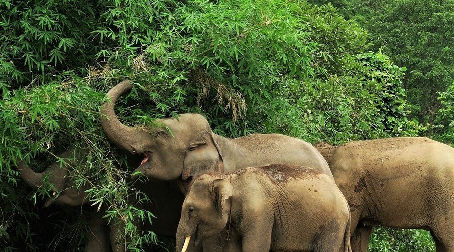 Happy herd at Chiang Mai Elephant Home
