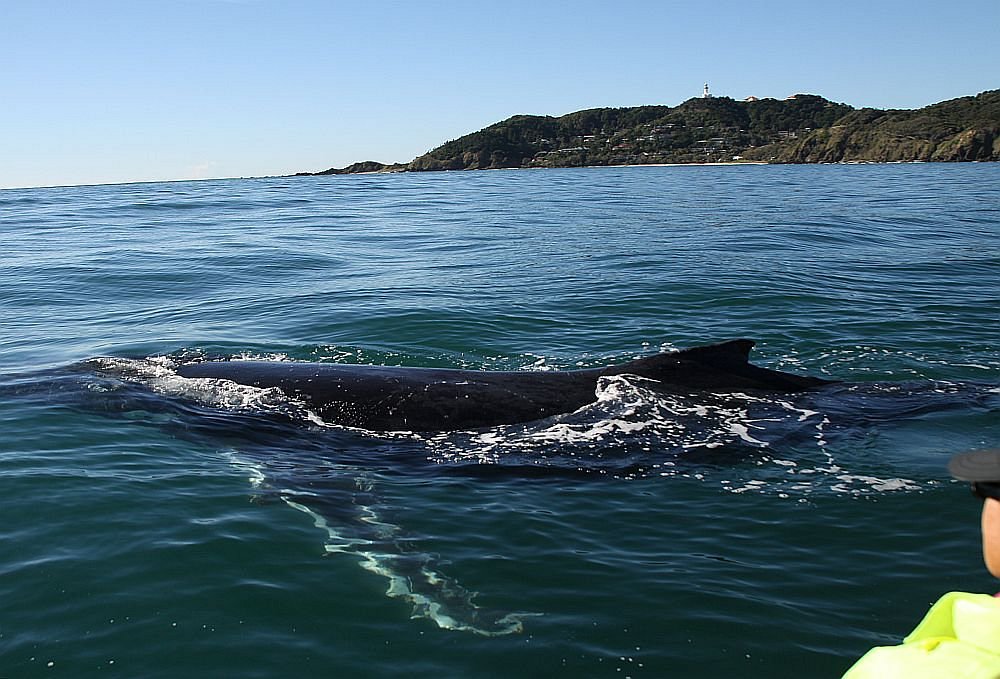 The ultimate guide to whale watching in Byron Bay