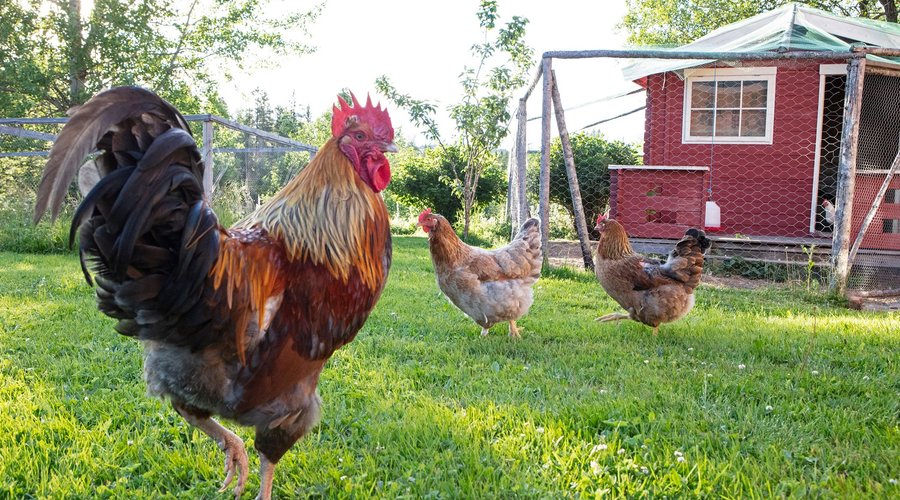 Cock and hens