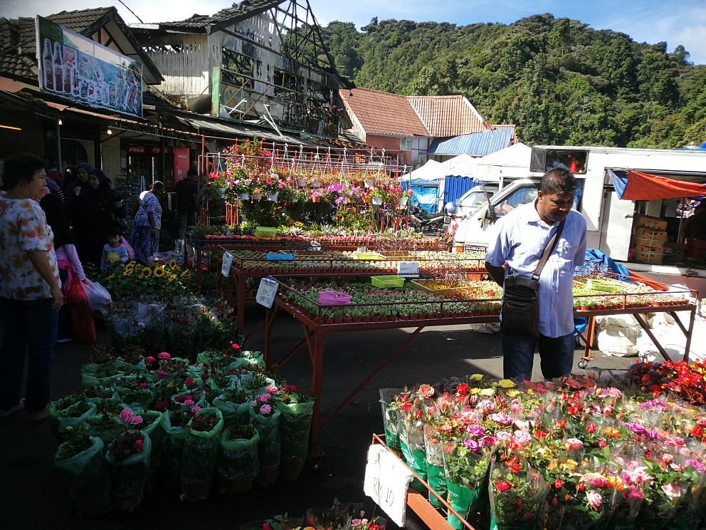 THE BEST Cameron Highlands Farmers Markets (Updated 2024)