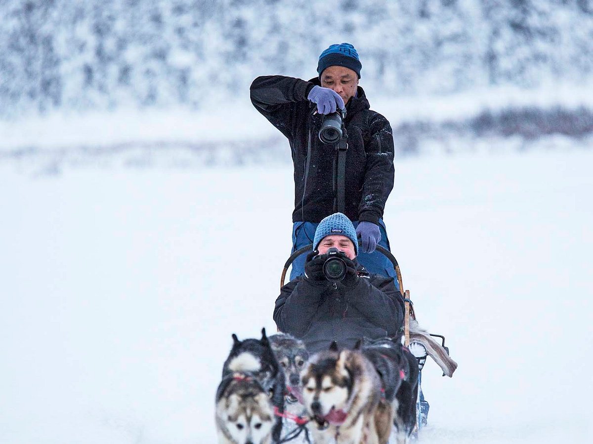 Dog Sledding In Alaska, Experience Mushing Like An…