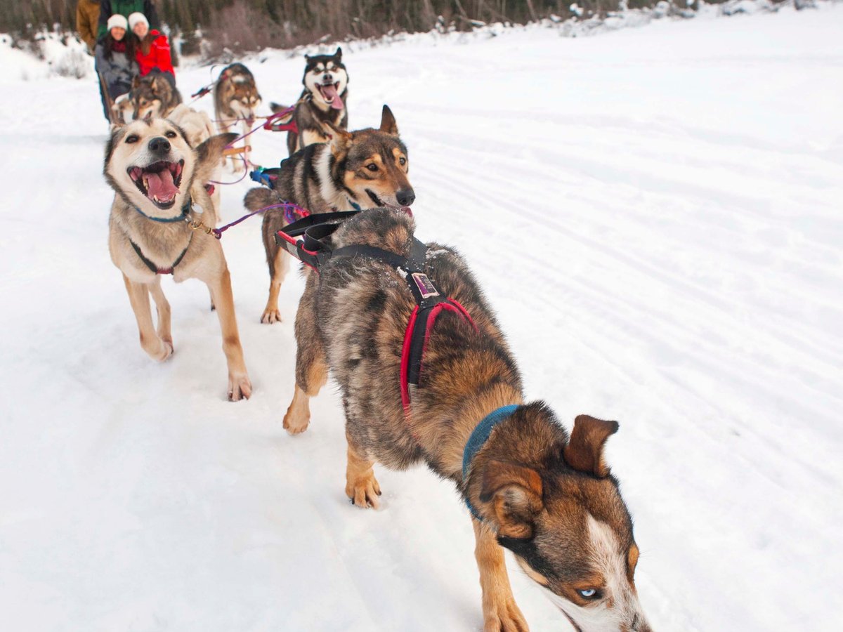 what are the positions of sled dogs