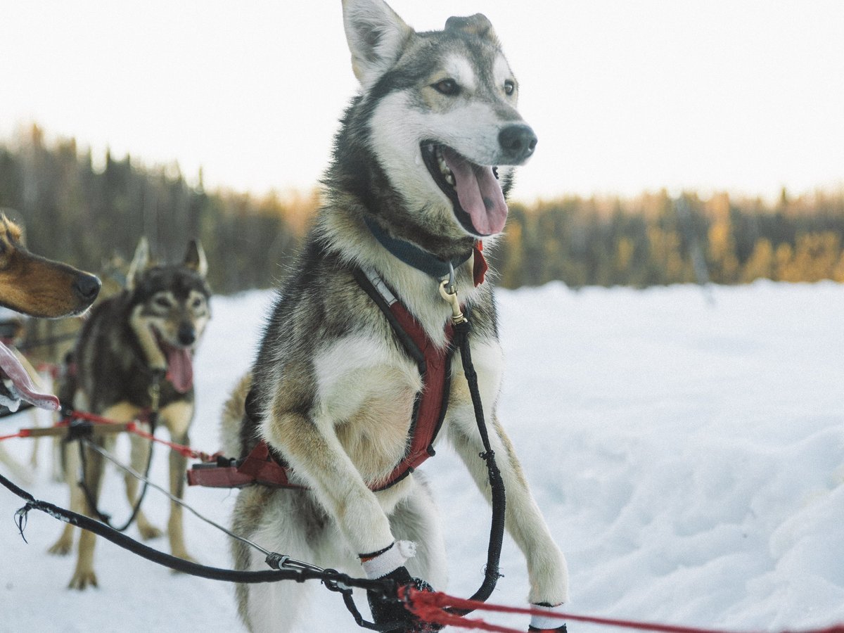 why do sled dogs wear booties