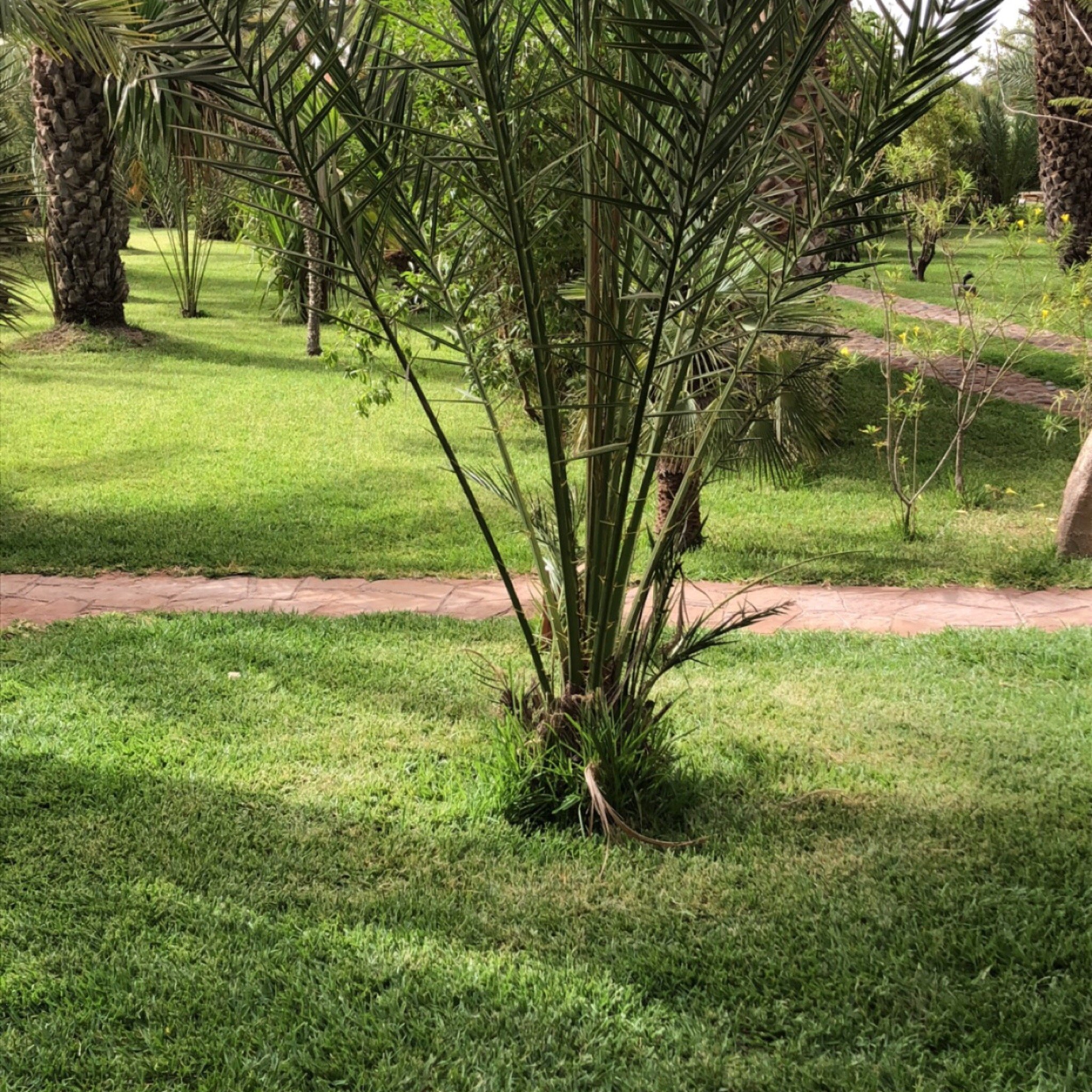 VILLA DES PALMIERS DE L'OASIS - PERROQUET BLEU (MARRAQUEXE, MARROCOS ...