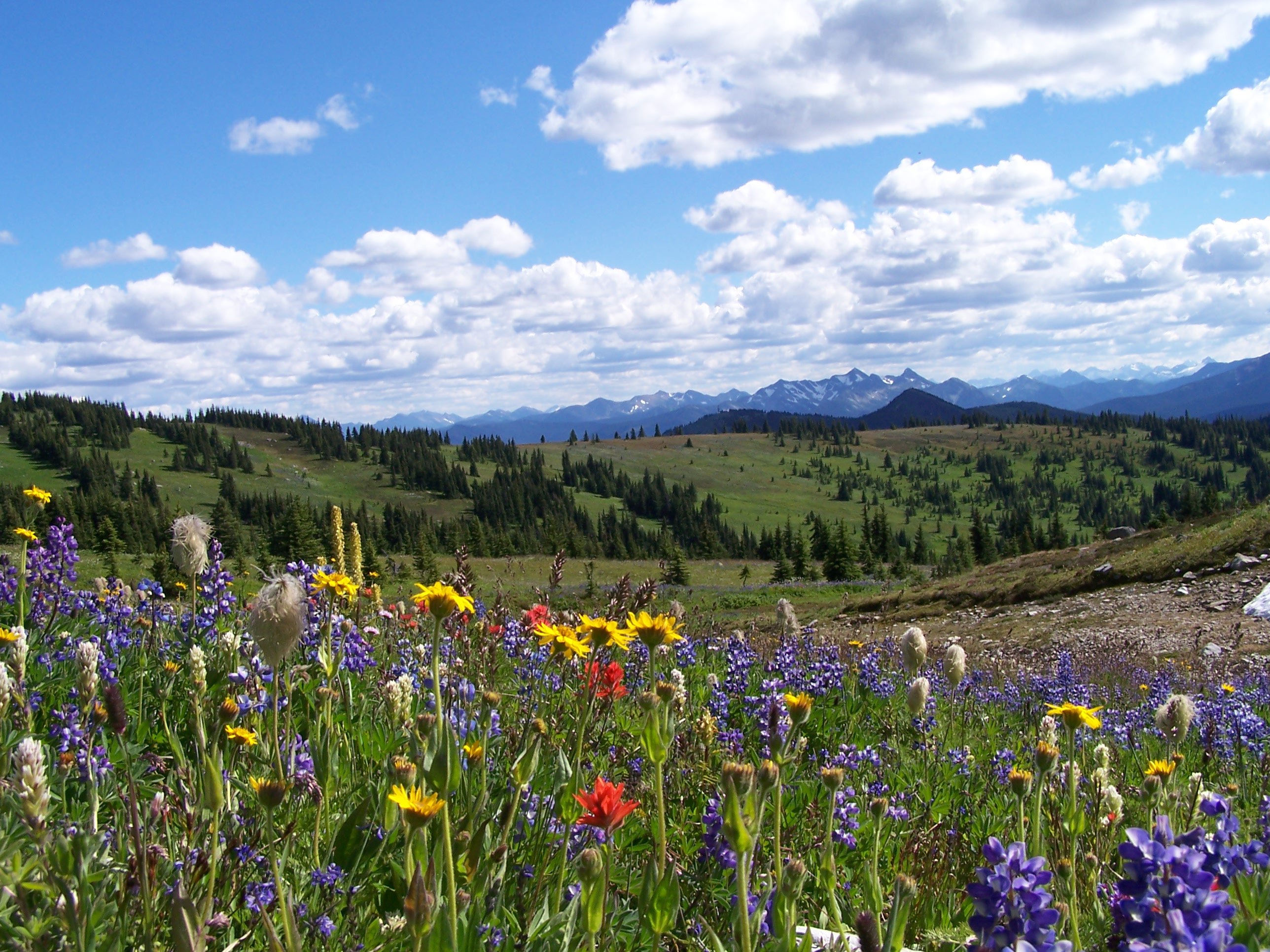 E.C MANNING PROVINCIAL PARK All You MUST Know Before You Go 2024