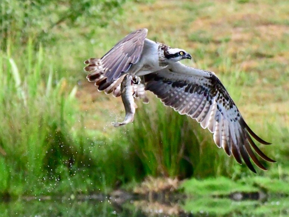 wildlife tours aviemore