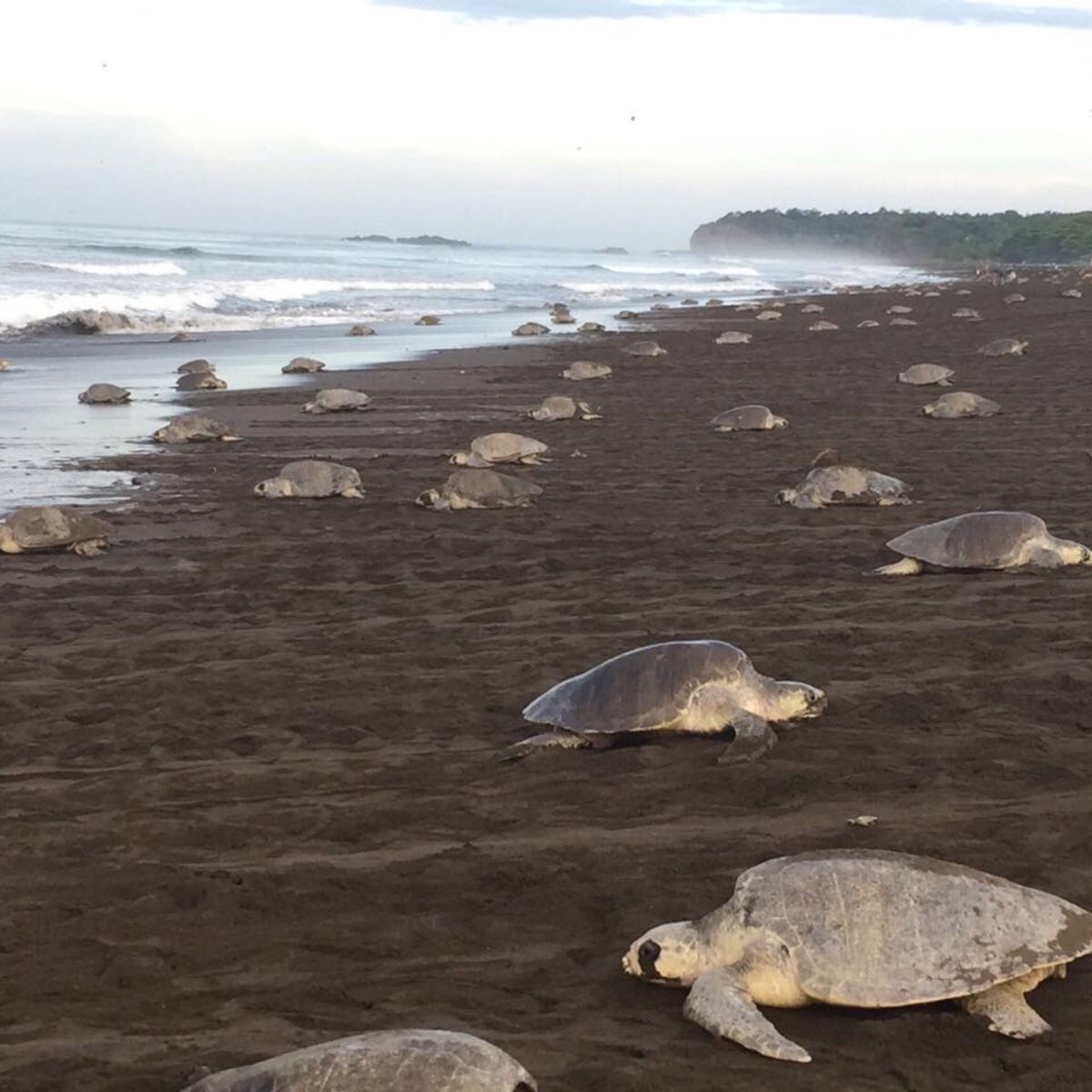 TAMARINDO ADVENTURES - What Should I Know BEFORE I Go?