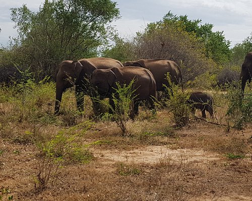 THE 10 BEST Sri Lanka National Parks (2024 List) - Tripadvisor