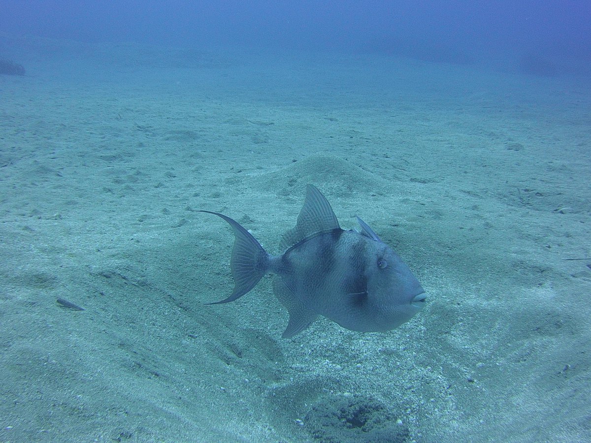 Herbies Diving Paradise Protaras 2023 Lohnt Es Sich Mit Fotos