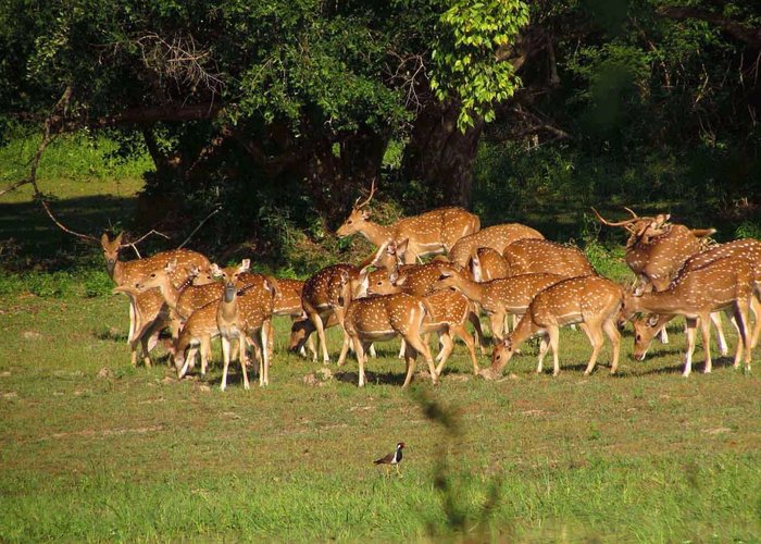Yala National park 