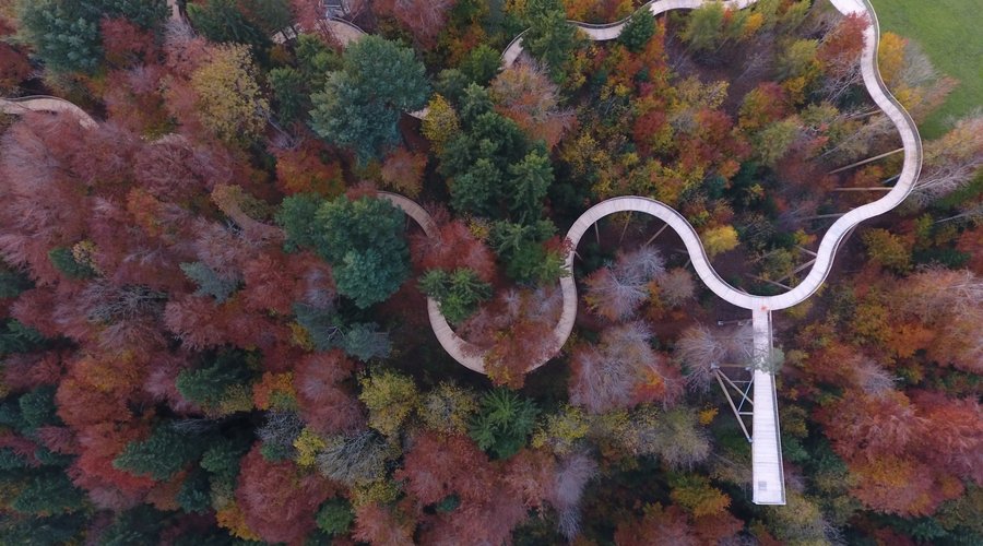 Farbenprächtiger Wald im Herbst