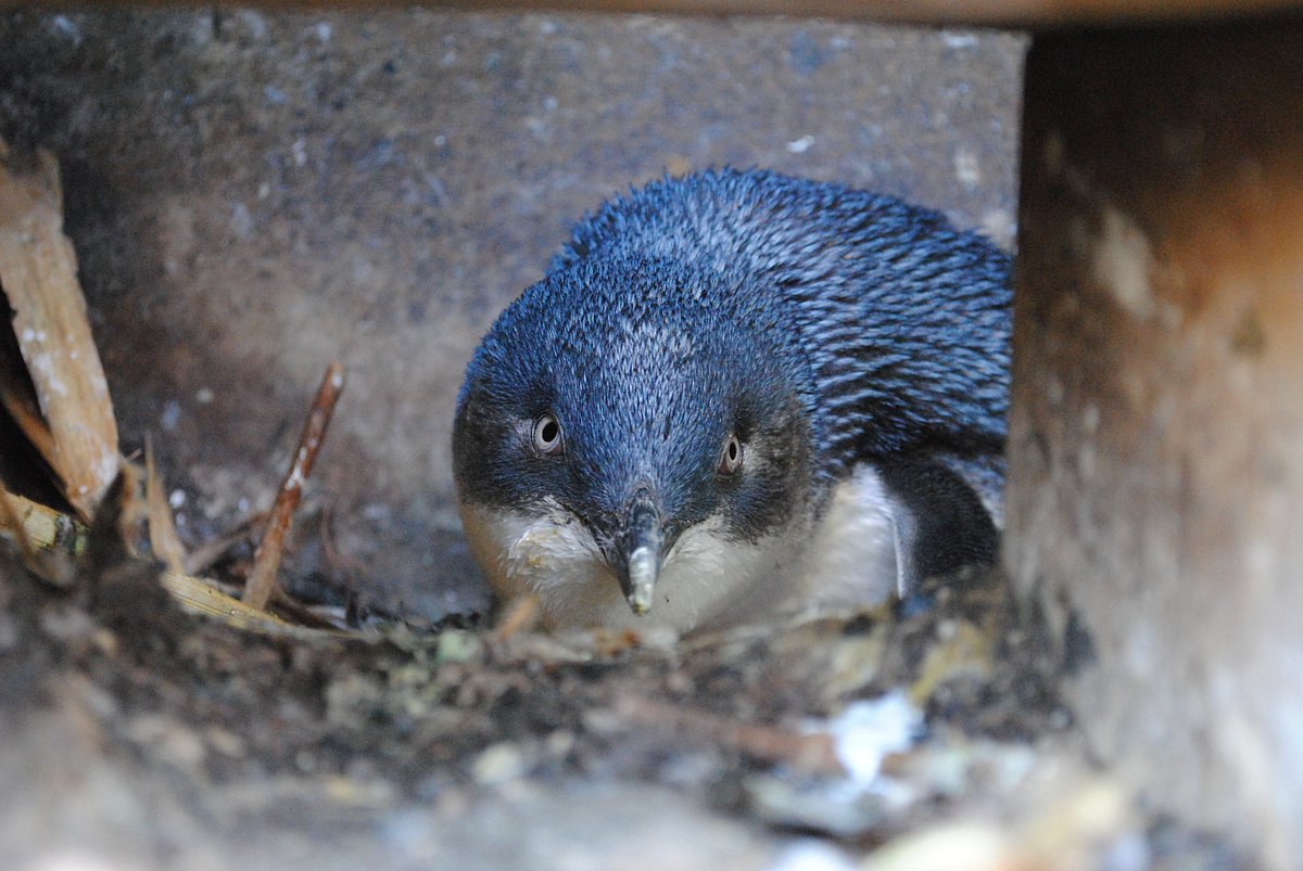 Oamaru Blue Penguin Colony, Оамару: лучшие советы перед посещением -  Tripadvisor