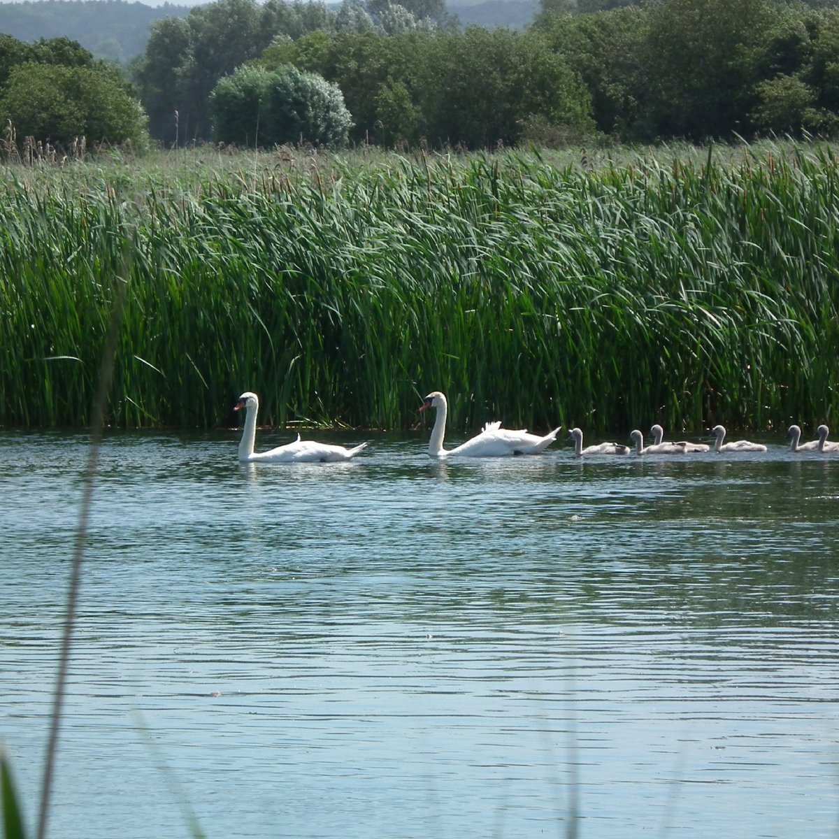 Ham Wall Nature Reserve - All You Need to Know BEFORE You Go (2024)